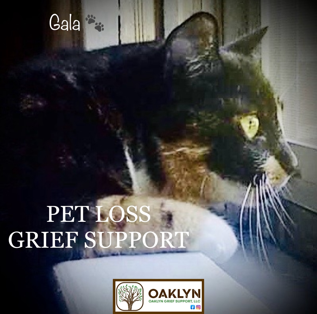 Pet Grief Support